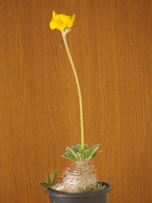 実生のパキポディウムに初めて花が咲きました Pachypodium Seedling Has First Flower 小平太1098のブログ 楽天ブログ