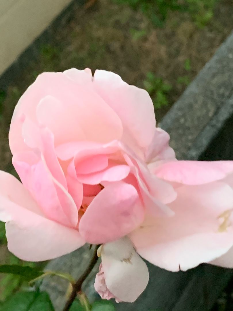 薔薇咲かないの リラックマな暮らし 楽天ブログ