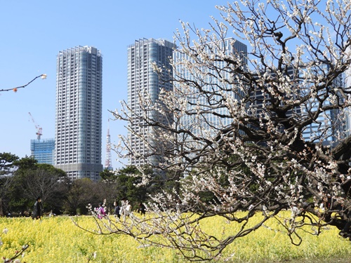 浜離宮恩賜庭園にて