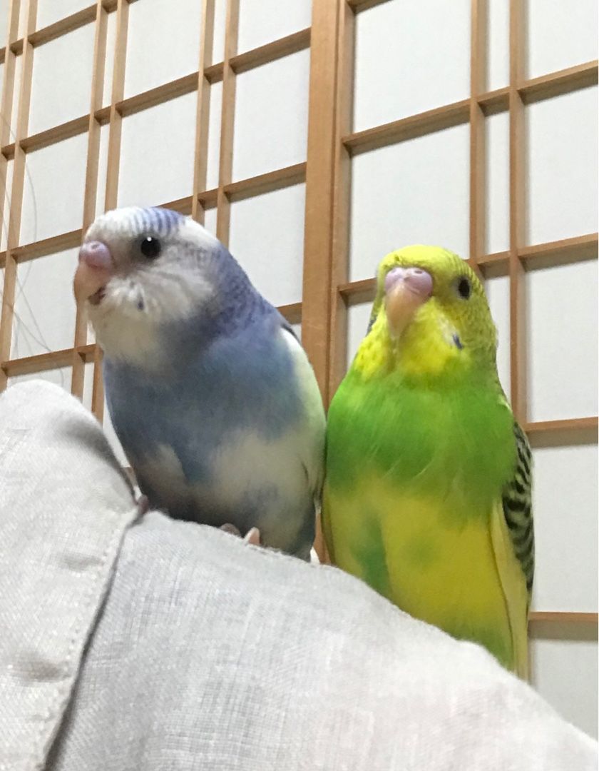 新しい家族 インコちゃん ねこ主婦 楽天ブログ