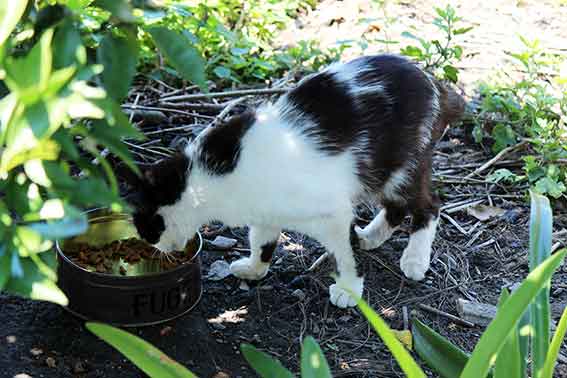 我が家のニャンコ♪2015/8/8-2