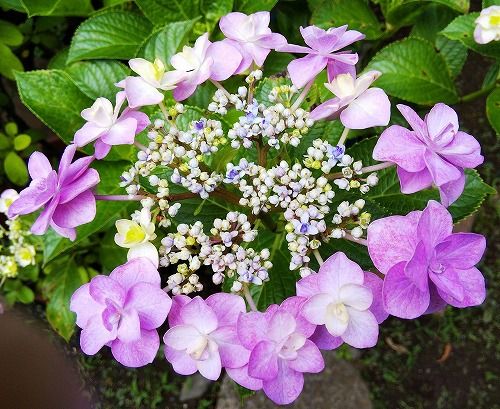 大葉の隣に虫よけのため マリーゴルド 画像紫陽花 Yoshieおばさんの 花 華 日記 楽天ブログ