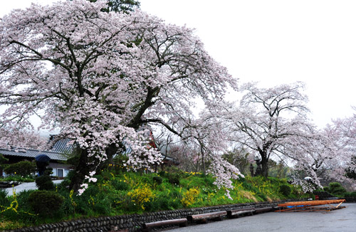 桜５