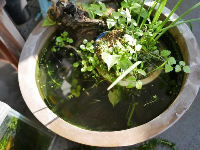 もうすぐ冬なのに睡蓮鉢にアオミドロが大量発生 べらんでぃずむ ベランダ菜園とか 楽天ブログ