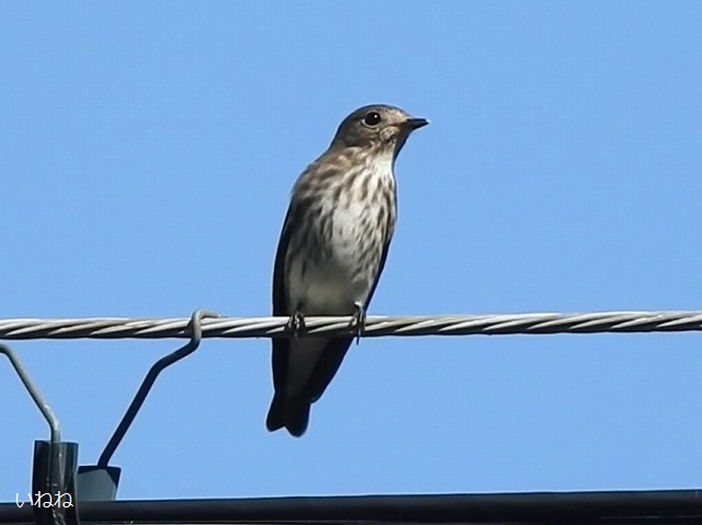 エゾビタキ2024年10月10日