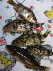 2月11日 釣果