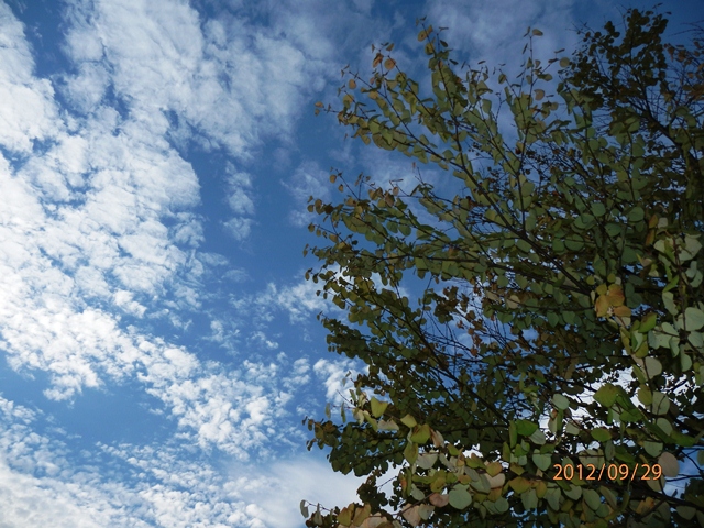 秋空　散歩道　P9290092.jpg