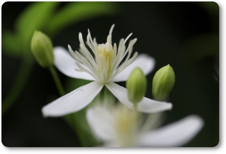 センニンソウ-7 13.9.11