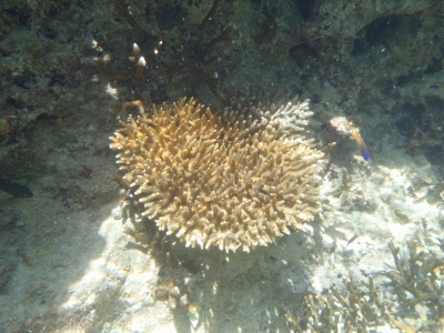 沖縄磯採集2012年8月下旬16　シュノーケリング　サンゴ