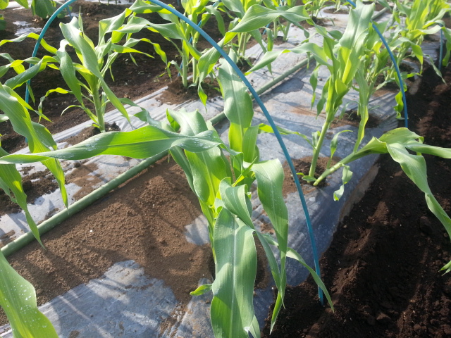 20130512とうもろこし畑.jpg