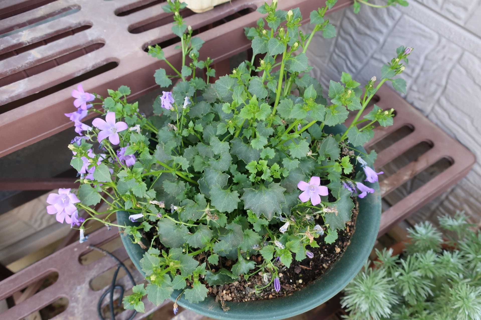 リニューアルゾーンに植栽 No 3 今日の空はあおい 楽天ブログ