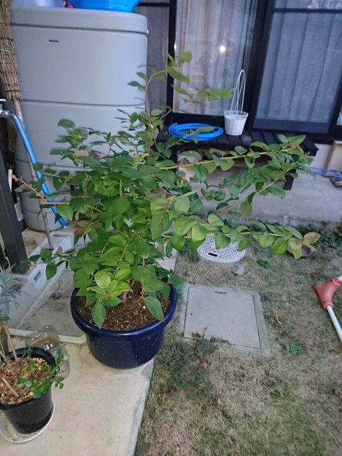 ブルーベリー1年目 チャンドラー 素人片手間園芸物語 楽天ブログ