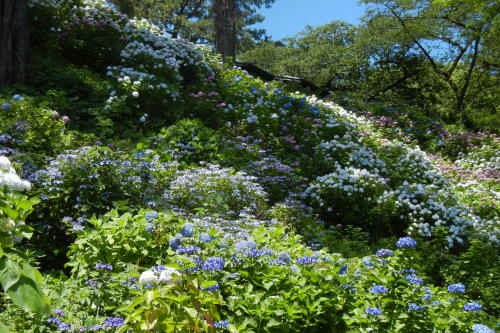 紫陽花