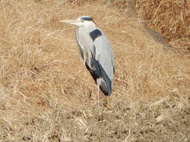 赤堀川 サギ ２ きまぐれフォトダイアリー 楽天ブログ