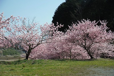 20150322矢倉沢の桜