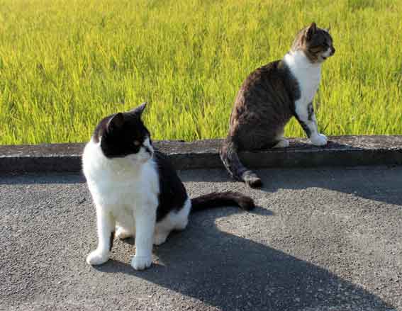 我が家のニャンコ♪2013/11/20-3