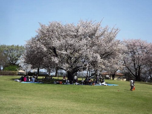 hanami3-b.jpg