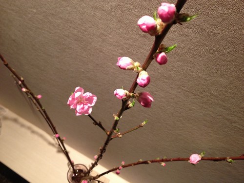 2桃の花　500２.jpg
