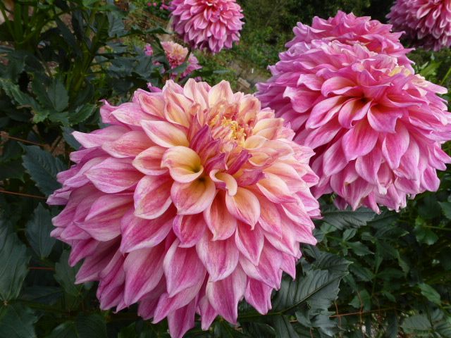 埼玉県秩父 おがのダリア園へ行った続きです 私の好きな花 楽天ブログ