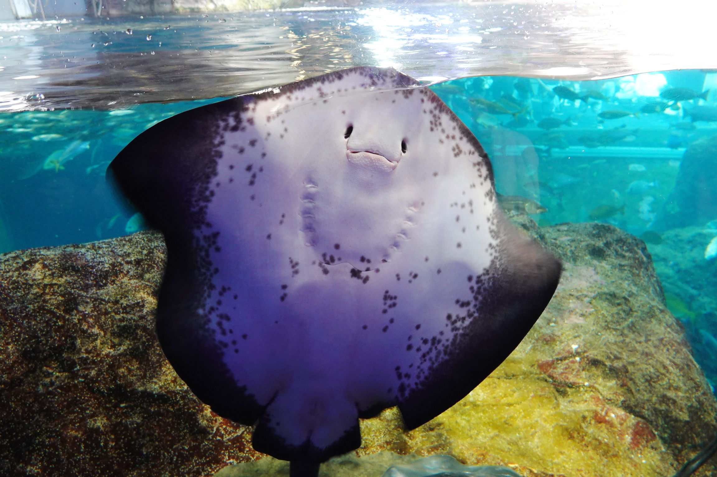 新江ノ島水族館 ② | アウトドア親爺の徒然日記 - 楽天ブログ