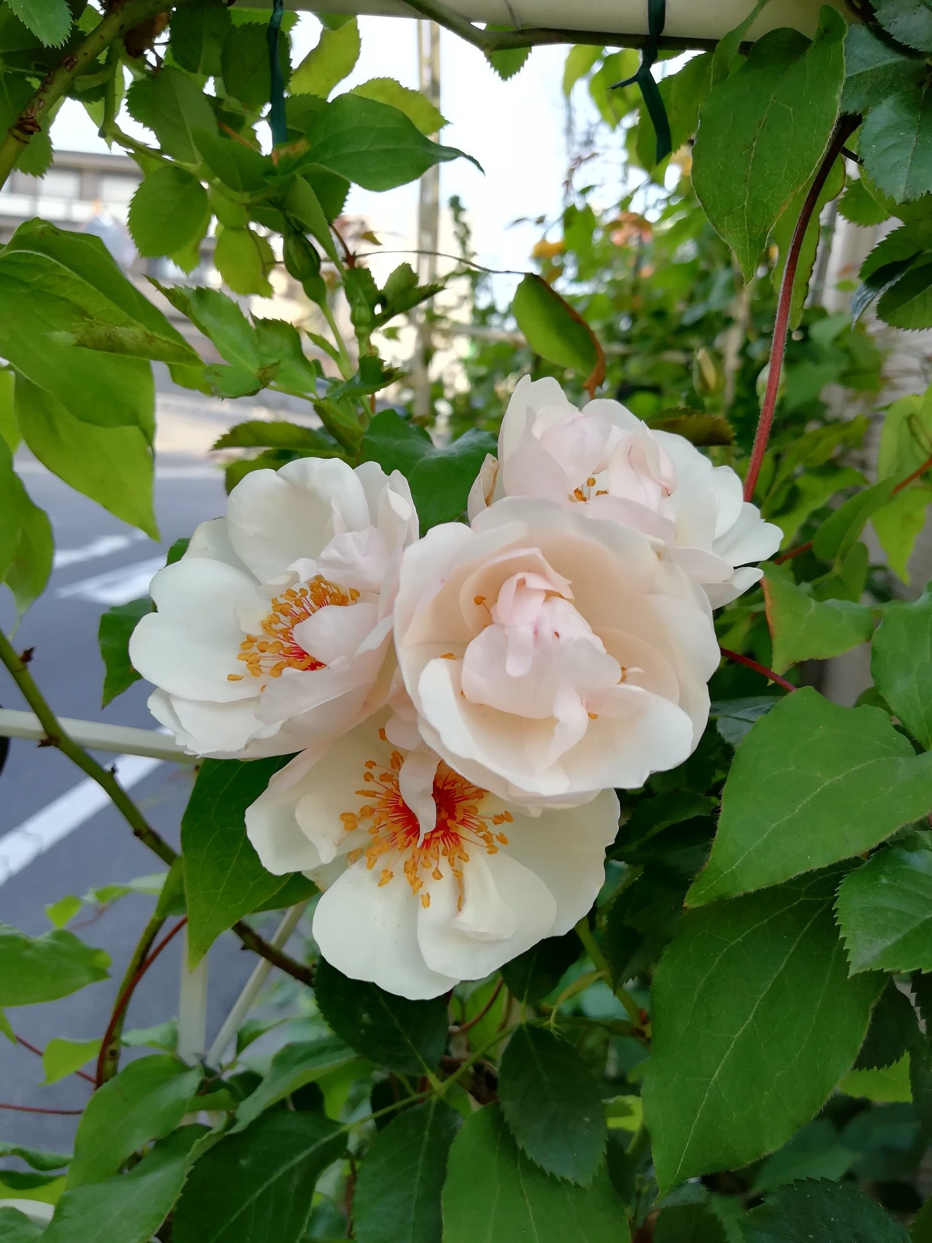 ジャクリーヌデュプレ2番花 庭がなくても鉢バラでローズガーデン 楽天ブログ