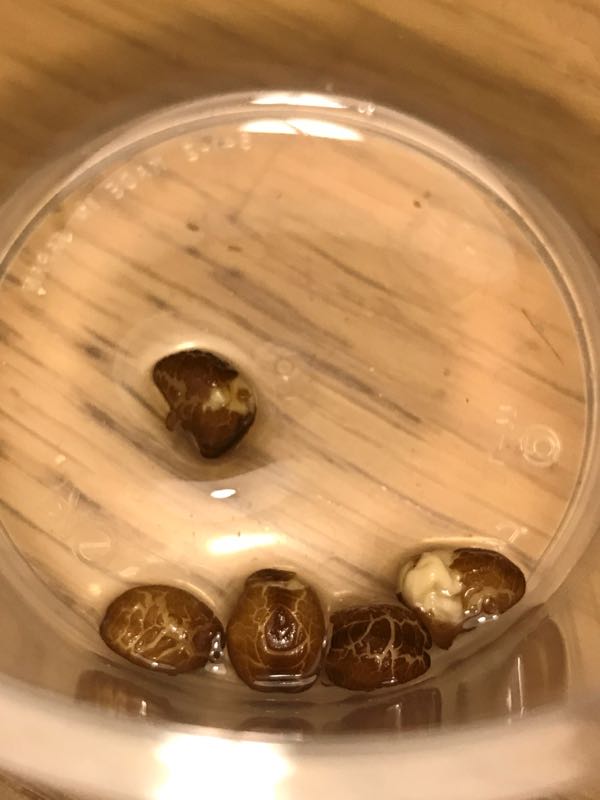 アサガオの種子吸水 有 かえる商会 楽天ブログ