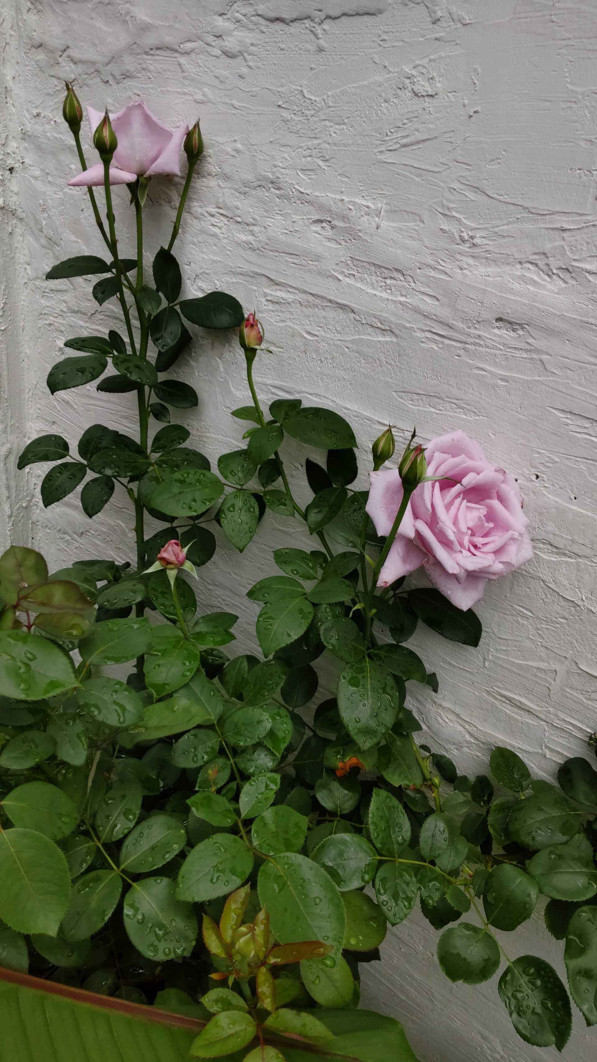 つるブルームーンのシュート 庭のあれこれ バラ時々ネコ 楽天ブログ