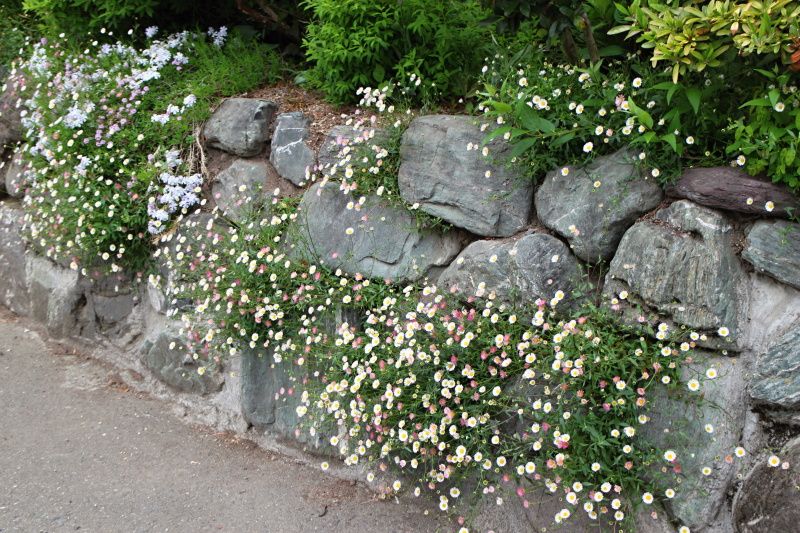 石垣で咲く花 バラと可愛い花たち 楽天ブログ