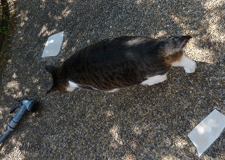 P1180573-ass.jpg