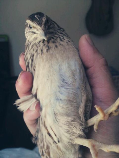 ウズラの生体販売してたとこ ウズラ ニワトリ たまに育雛 楽天ブログ