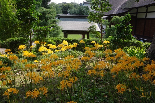 西方寺の彼岸花