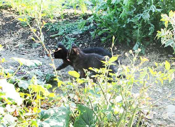 我が家のニャンコ♪2015/11/06-3