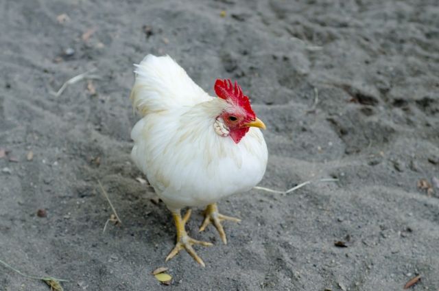 ニワトリは 人間の手で品種改良されてこうなってしまった 私設見逃してもいい動物園 楽天ブログ