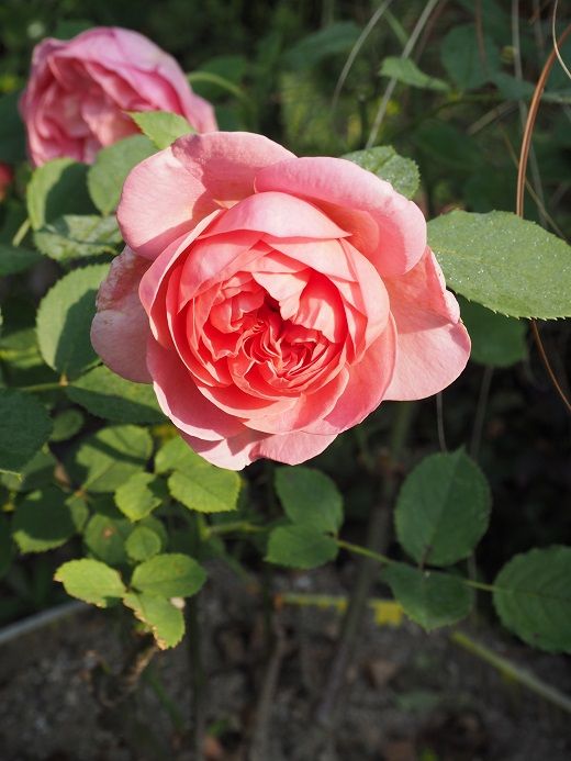 薔薇の成長期は 嫌なガンシュも成長期 ボスコベル ヴァネッサ ベル ザ ピルグリム ピーチヒルの薔薇日記 楽天ブログ