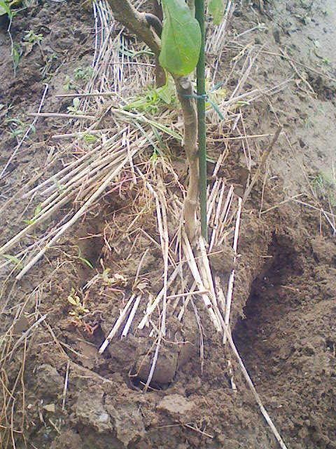 F1000039 - コピー.JPG