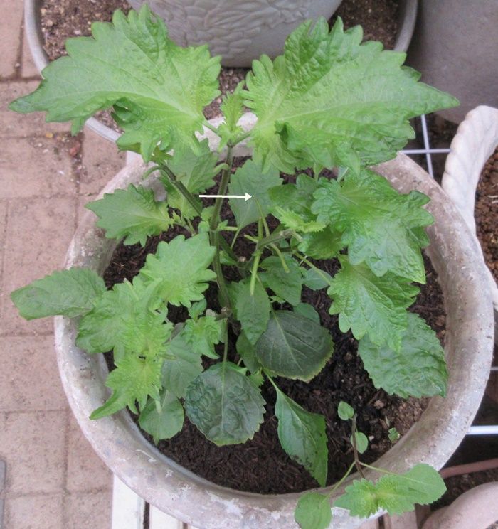 ゼラニウムを貰って失敗しない挿し木作り 大葉 シソ も挿し木で増やす 狭い庭を花いっぱいにする育て方 楽天ブログ