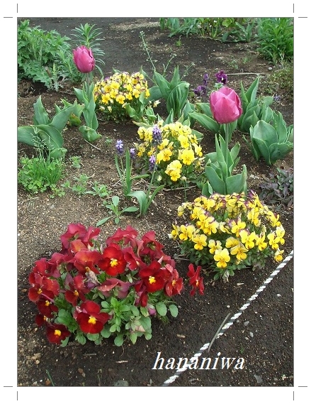 2012_0419トレッサ用寄せ植えとクレマチスの講座とカ0025.JPG