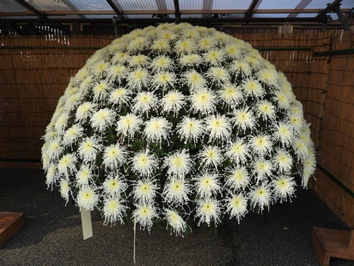 湯島天神菊まつり