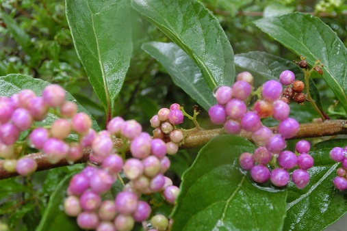 ムラサキシキブ