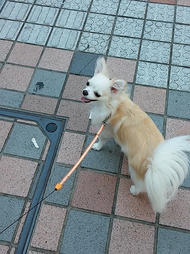さんぽ