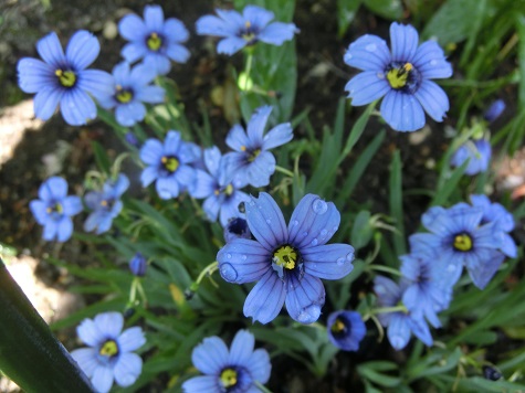 ニワセキショウ