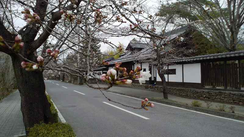 長瀞の開花状況。