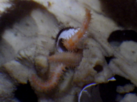深海性クモヒトデ2　水深350mの沈木の生体　熊野灘