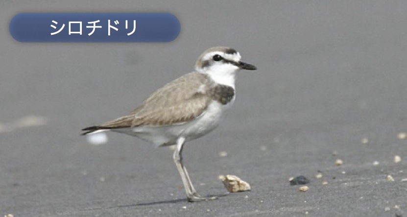 シロチト?リ１.jpg