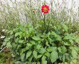 ダリアの開花 キバナコスモスとサルビアのポット上げ のんびりガーデニング 楽天ブログ