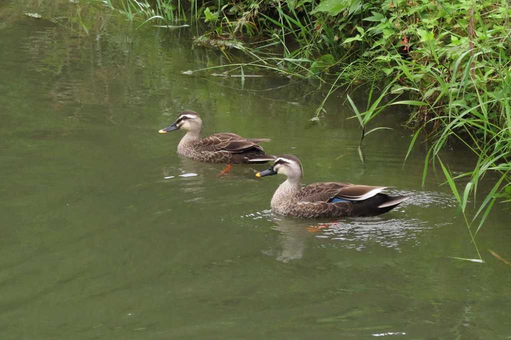 散歩での鳥;いつものカルガモのペア。カラスが電柱に巣作り。 | 大分金太郎の花鳥蝶月 - 楽天ブログ