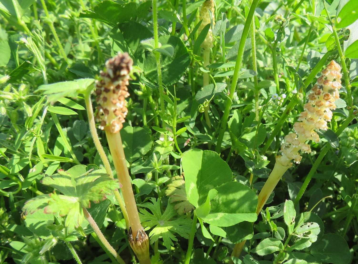 末娘との買物は2時から ツクシ 土筆 だい のひとりごと 楽天ブログ