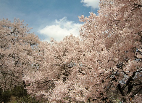 高遠桜5.JPG