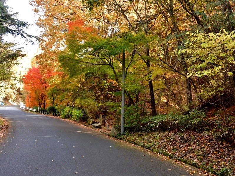 洞川林道7.JPG