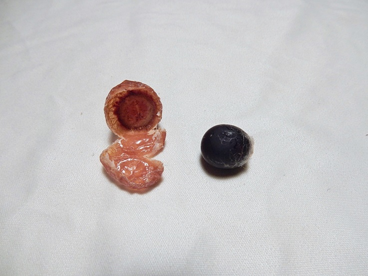 ムクロジ15.JPG